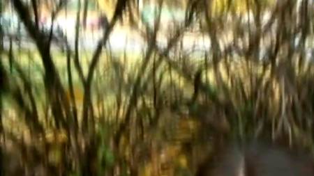 В парке так приятно заняться сексом