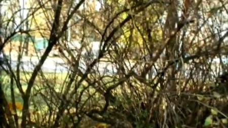 Шлюшка трахается в парке за деньги