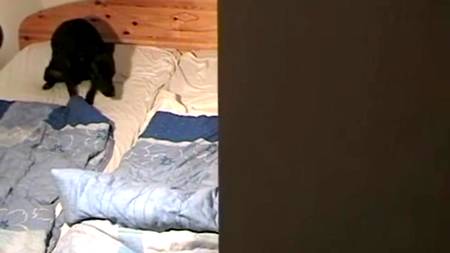 Любопытный песик