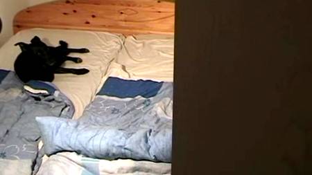 Любопытный песик