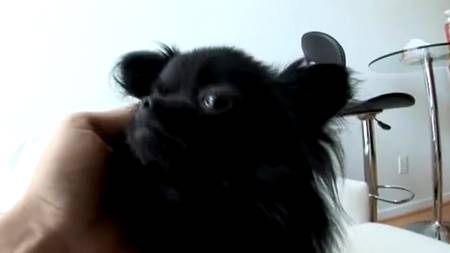 Скачка с грудастой, юной брюнеткой