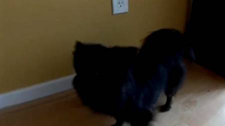 Скачка с грудастой, юной брюнеткой