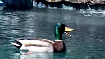 Чистильщик бассейнов разработал грудастой хозяйке анус