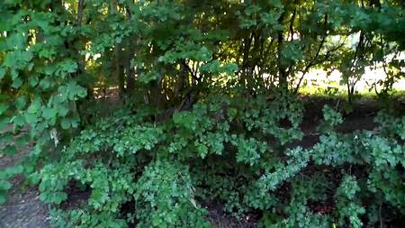 Симпатичная молодуха строчит на улице минет возбудившемуся хахалю