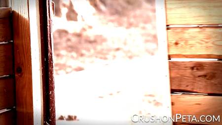 Деревенский парень дрючит в свинарнике пышногрудую подругу