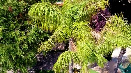 Накаченный негр пялит у бассейна загорелую телку с красивой фигурой