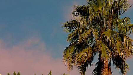 Nicole Aniston сосет хуй негра около бассейна и трахается с ним в доме