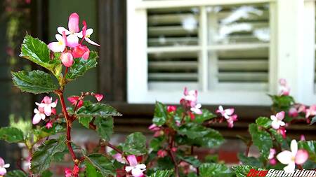 Грубый секс доводит телку до струйного оргазма