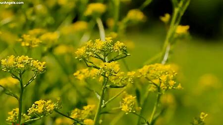 Красивая эротика на природе с худенькой кучерявой девушкой