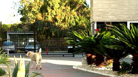 Качок отбросил резиновую бабу и страстно трахнул настоящую девушку