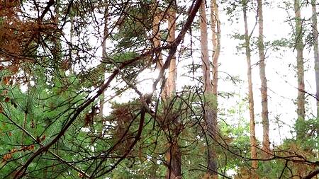 Предложил красивой дочке отсосать во время похода и кончил в ее горячий ротик