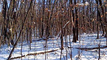 Жаркая рыжая девушка круто отсосала зимой в лесу и заслужила камшот на сиськи