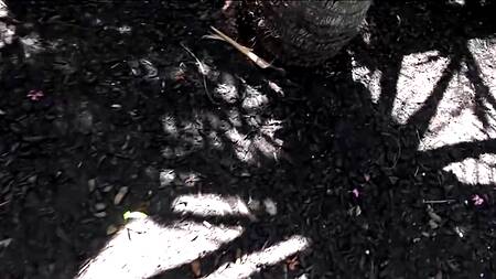 Лишь раз увидел узкую киску сестры и теперь постоянно хочет ее оттрахать