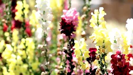 Красотка Charly Summer соблазняет женатого мужика на еблю