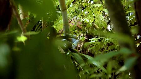 Накачанный мужик в лесу трахает грудастую телку