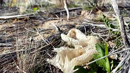 Трахнуться с красоткой на природе - отличная идея