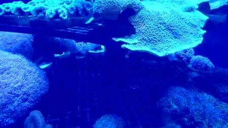 Милая японка после свидания встает раком и спускает трусики