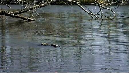 Милая азиатка путешествует с парнем и ебется на кухне