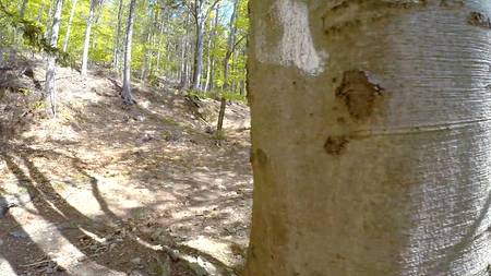 Сексапильная сучка отдалась на природе ненасытному любовнику