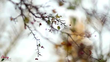 Красивый секс на улице в парке с очаровательной блондинкой