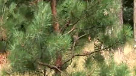 Зрелая дама в лесу трахается с негром