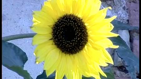 Деревенская немецкая групповуха