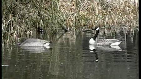 Мужик продал свою зрелую жену трем самцам