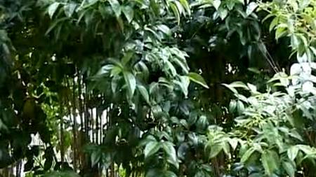 Телка заказала стриптизершу для себя и своего парня