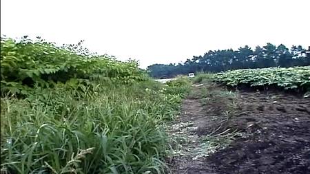 Японцы трахаются в поле