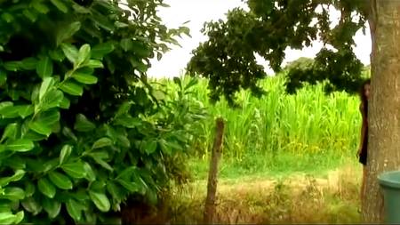 Французская групповуха с аналом